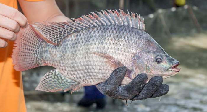 Chiêm bao thấy cá rô màu đỏ