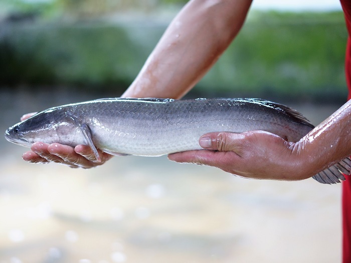 Mơ thấy cá lóc bơi ngược dòng hiệu trở ngại